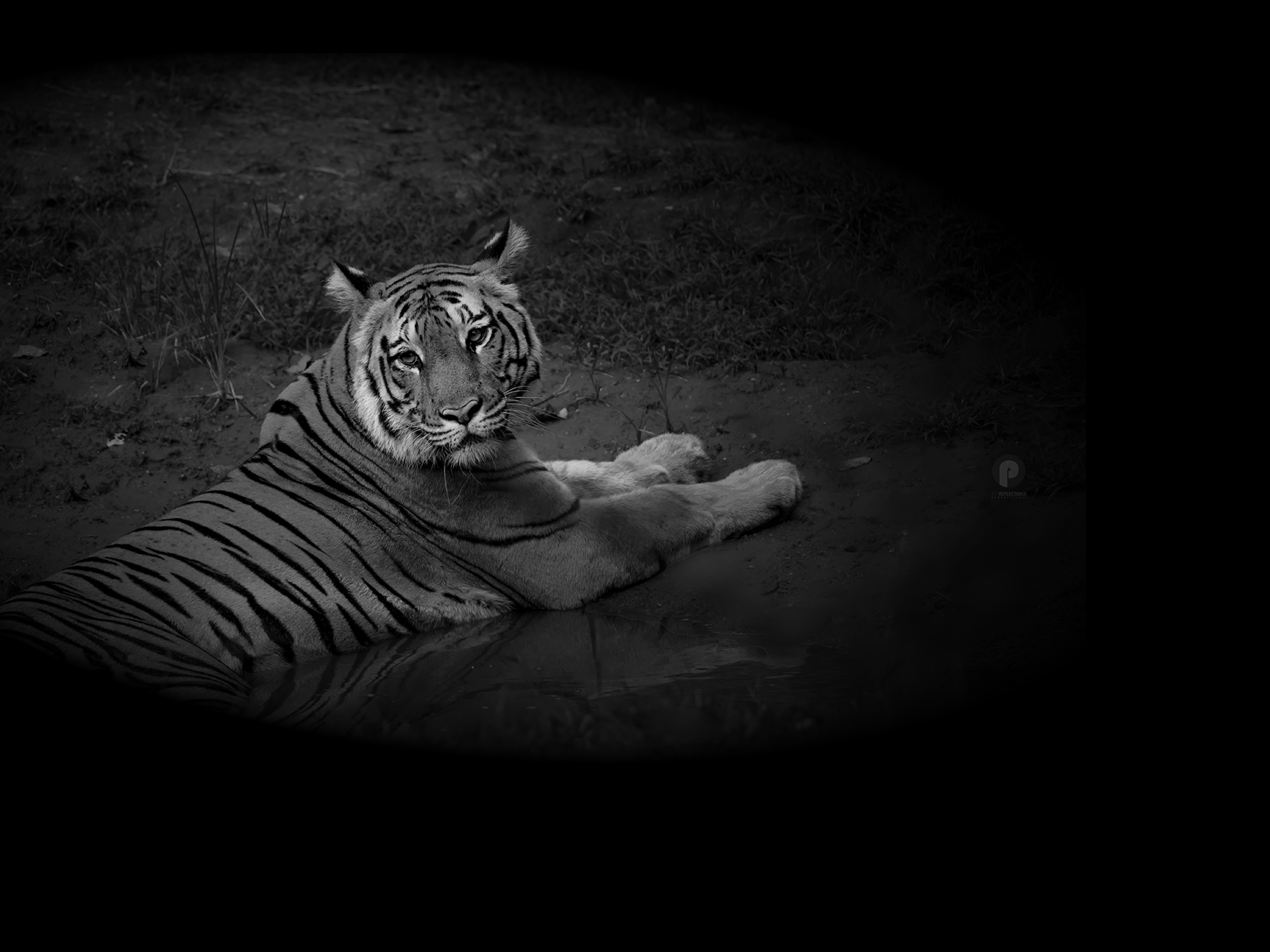 Freedom — Bandhavgarh